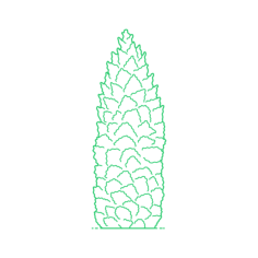 Plants Cypresses Lawson Cypress Engraving Svg Design, Free Vectors File